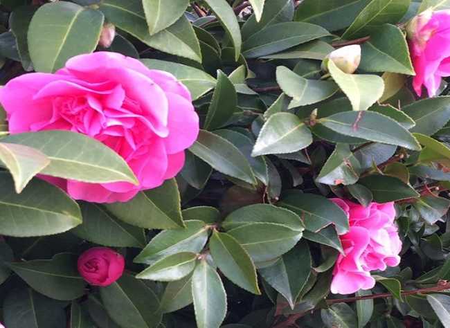 mostracameliaGozzano700