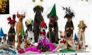 10 marzo giropizzaperAmici del cane700