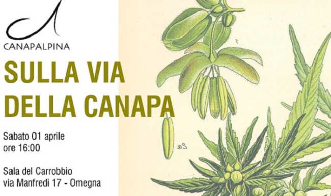 1 aprile canapa