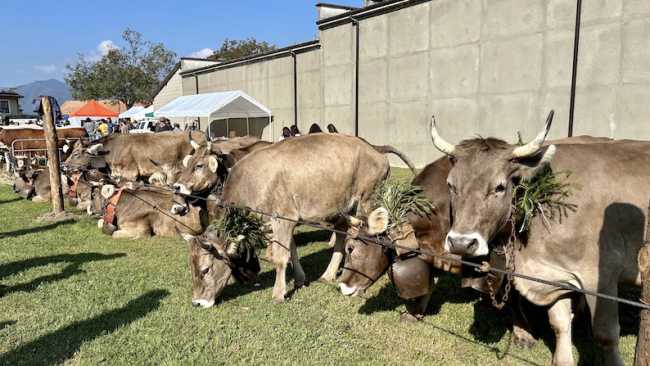Fiera Zootecnica Armeno 2023 archivio