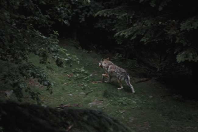 Lupo jp valery dGMWw5k2vW4 unsplash