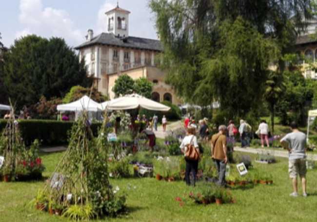 Menta rosmarino archivio