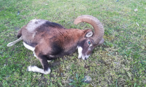 Schermata 2021 03 16 alle 08.16.19