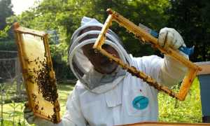 apiaricorsoVcoFormazione700