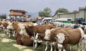 armeno fiera repertorio