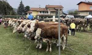 armeno fiera zootecnica 2022 foto