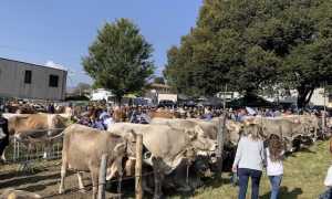 armeno fiera zootecnica archivio
