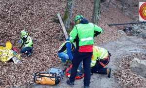 barella bosco autunno
