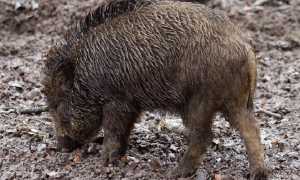 cinghialecoldiretti700