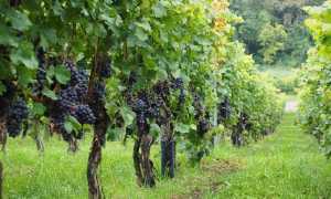 coldiretti vitigno700