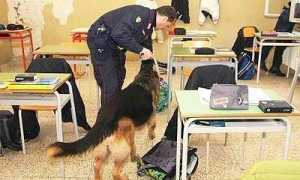 droga scuole generica