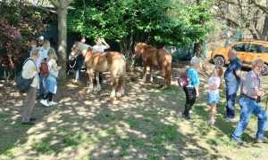 fiera agricola cireggio00014