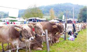 fiera mucche armeno