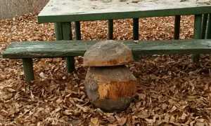 fungoalpe barba omegna