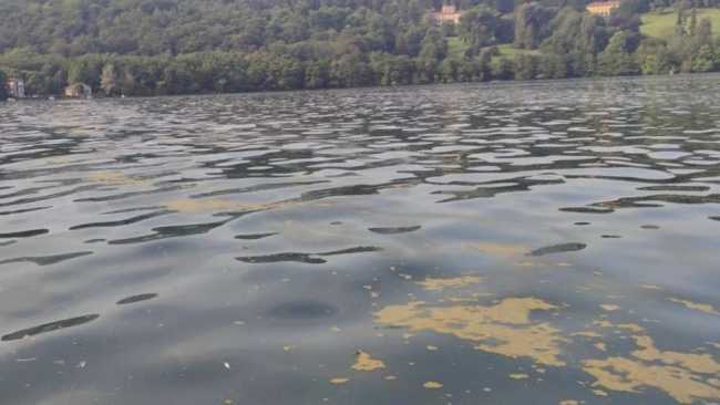 lago orta alghe gialle 24 2