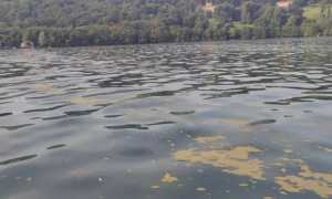 lago orta alghe gialle 24 2