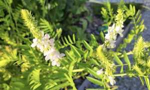 miasino giard semplici foto