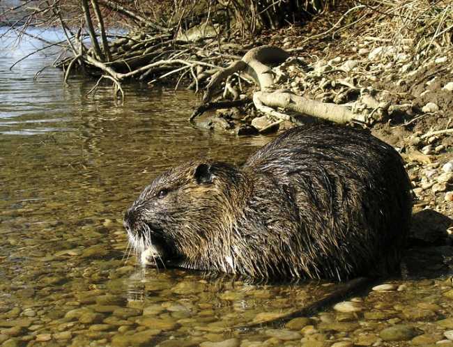 nutria