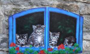 particolare strecia gat brolo