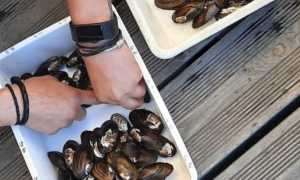 pella prog integrare pre