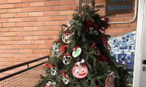 pettenasco albero materna peg