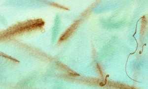 pettenasco mostra alberi