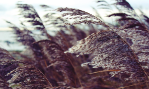 vento piante piegate