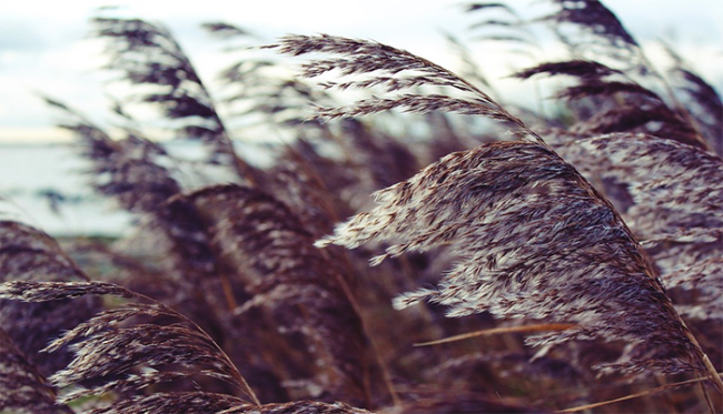 vento piante piegate