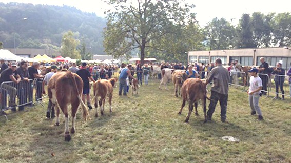 FieraZootecnicaArmeno 3