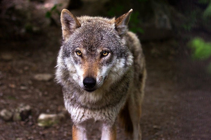 Il lupo è tornato. Biologia e gestione di un grande predatore": incontro a Quarna Sotto 