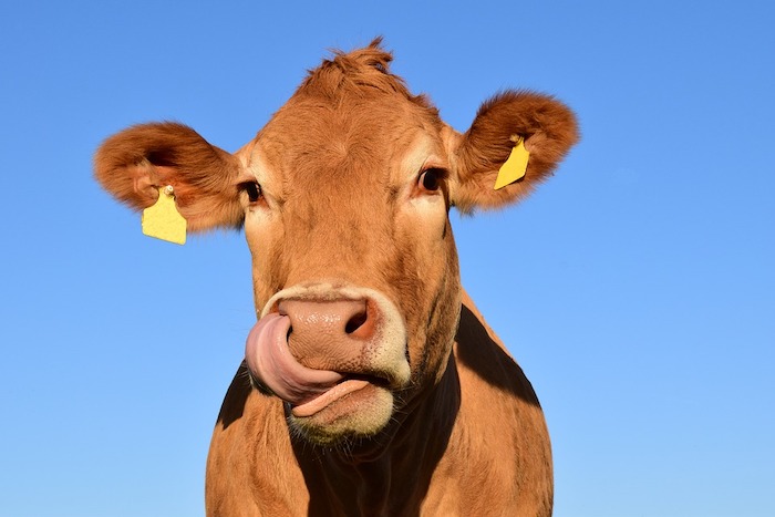 Rinviata a domenica 16 ottobre la fiera zootecnica di Armeno 
