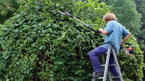 tagliare siepe modificato 1