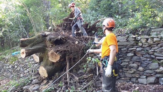 pettenasco aib ceppo