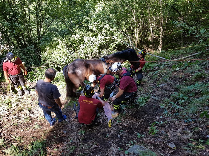 I Vigili del Fuoco recuperano un cavallo rimasto intrappolato a Nonio. Foto