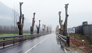 corto platani gravellona