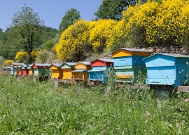 Consorzio Apicoltura270