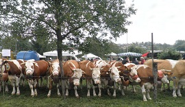 Armeno MostraZootecnica 270