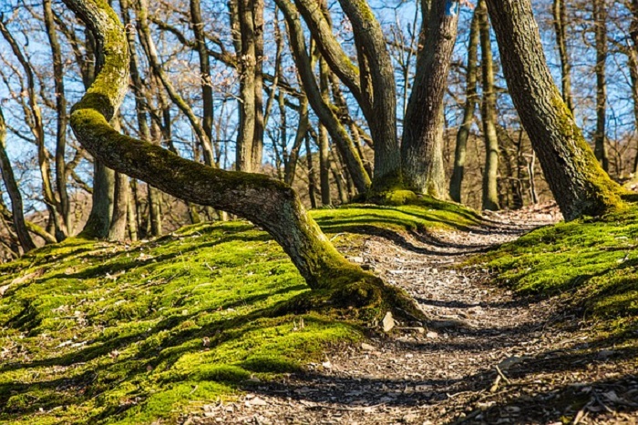 Giornata nella natura per pulire i sentieri. Si cercano volontari.