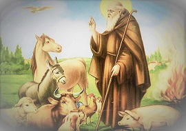 Sant Antonio Abate Gozzano270