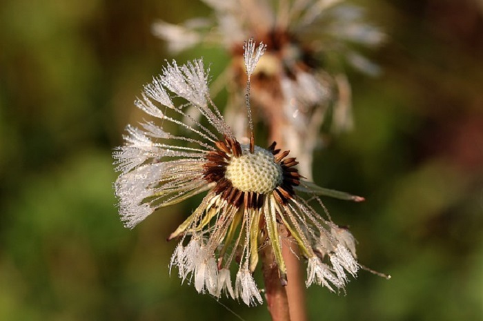 Due giorni dedicati alla botanica locale a Casale Corte Cerro