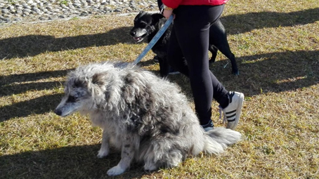 pettenasco animali 1