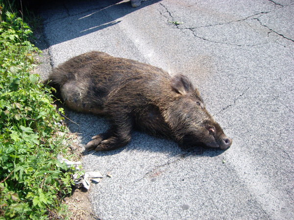 cinghiale investito