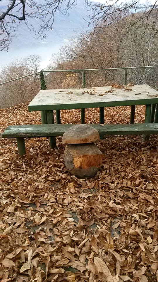 fungoalpe barba omegna